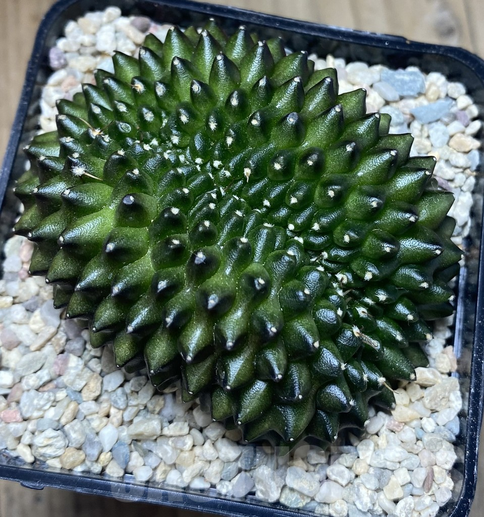 SHPR39199 Gymnocalycium mihanovichii ‘inermis’ f. cristata - immagine 2