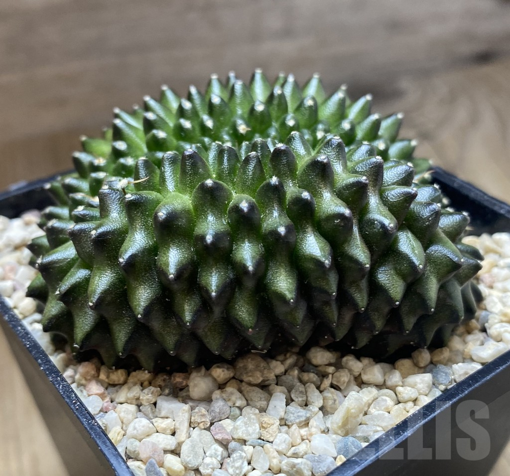 SHPR39199 Gymnocalycium mihanovichii ‘inermis’ f. cristata - immagine 3