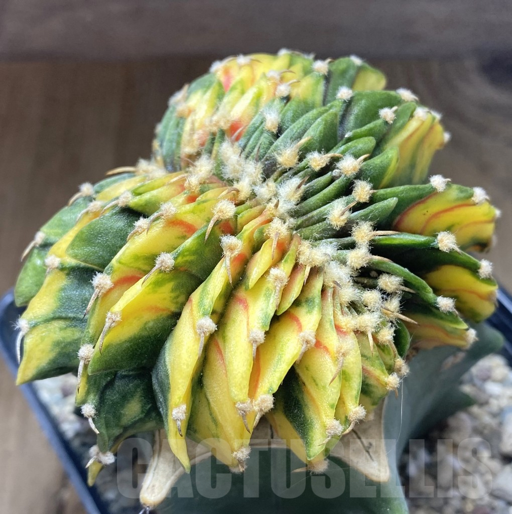 SHPR39200 Gymnocalycium friedrichii LB f. variegata cristata, grafted