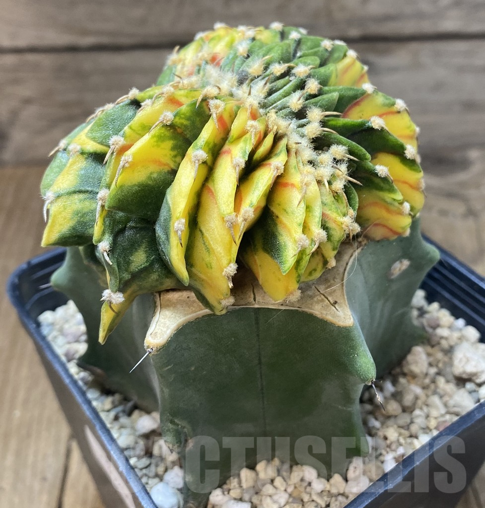 SHPR39200 Gymnocalycium friedrichii LB f. variegata cristata, grafted - immagine 2