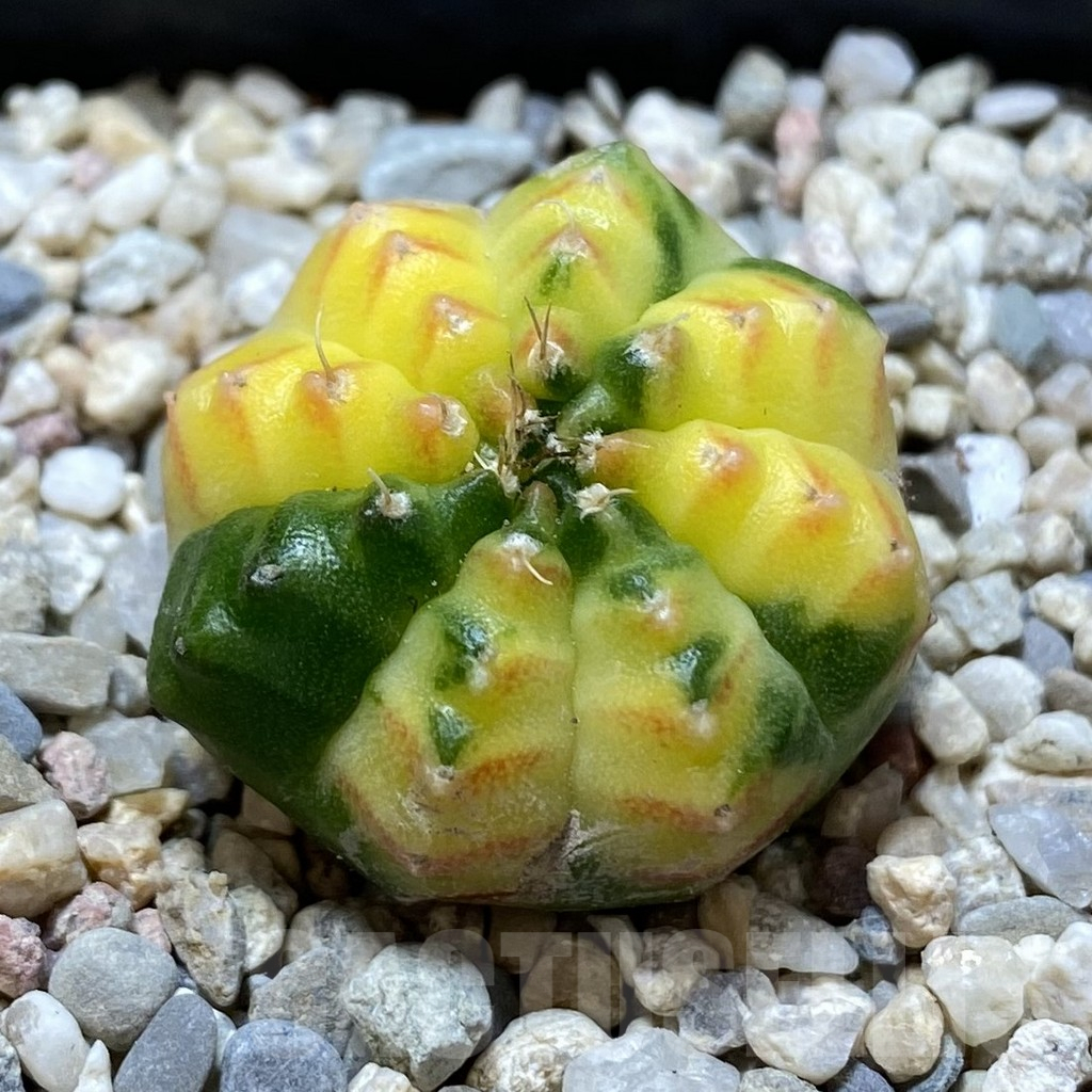 SHPR39159 Gymnocalycium mihanovichii ‘inermis’ f. variegata