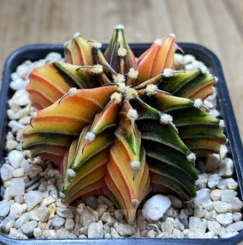 SHPR39154 Gymnocalycium friedrichii LB f. variegata, seedling - immagine 2