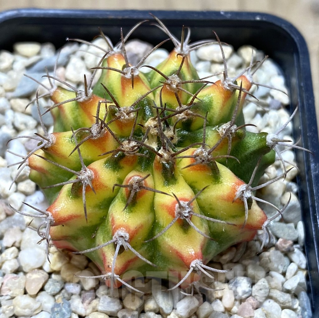 SHPR39155 Gymnocalycium mihanovichii ‘Multicolor’ clon2