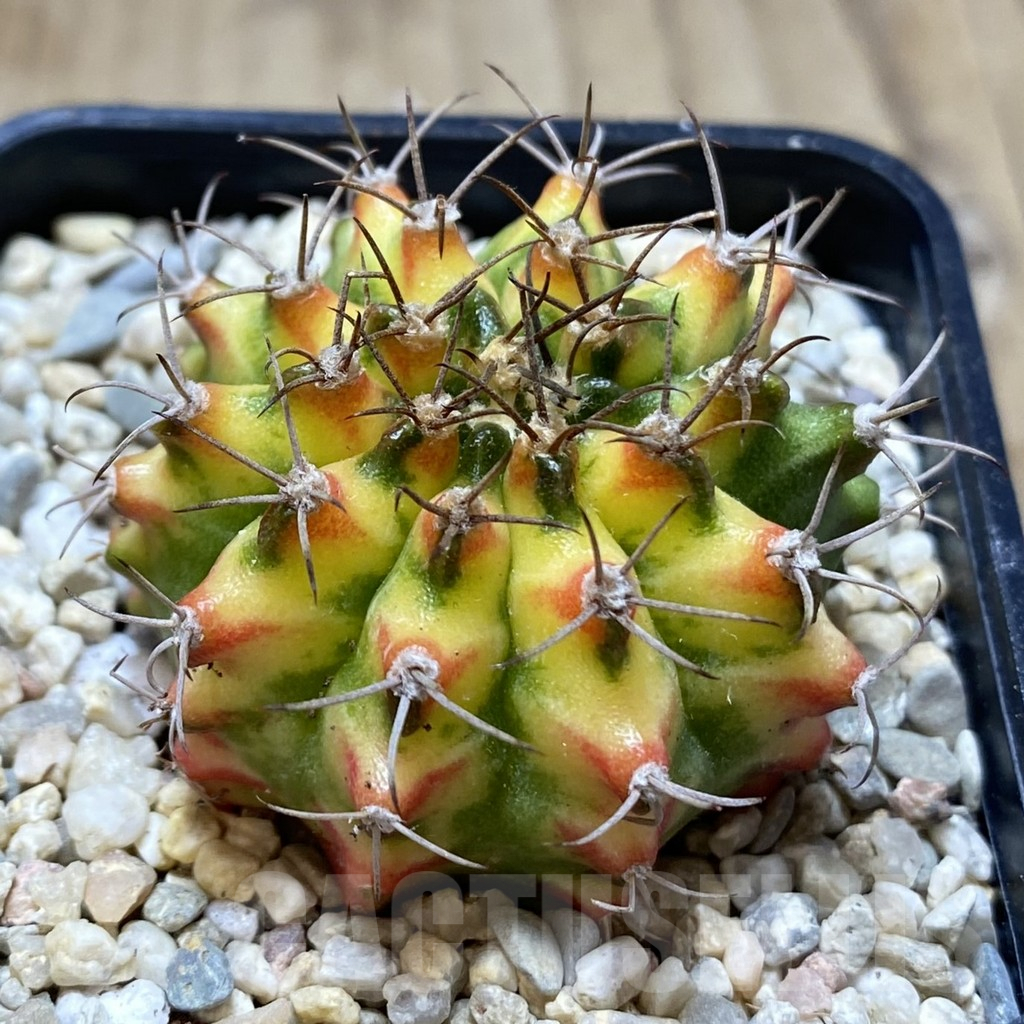 SHPR39155 Gymnocalycium mihanovichii ‘Multicolor’ clon2 - Image 2