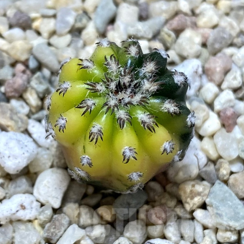 SHPR39264 Discocactus horstii f. variegata seedling