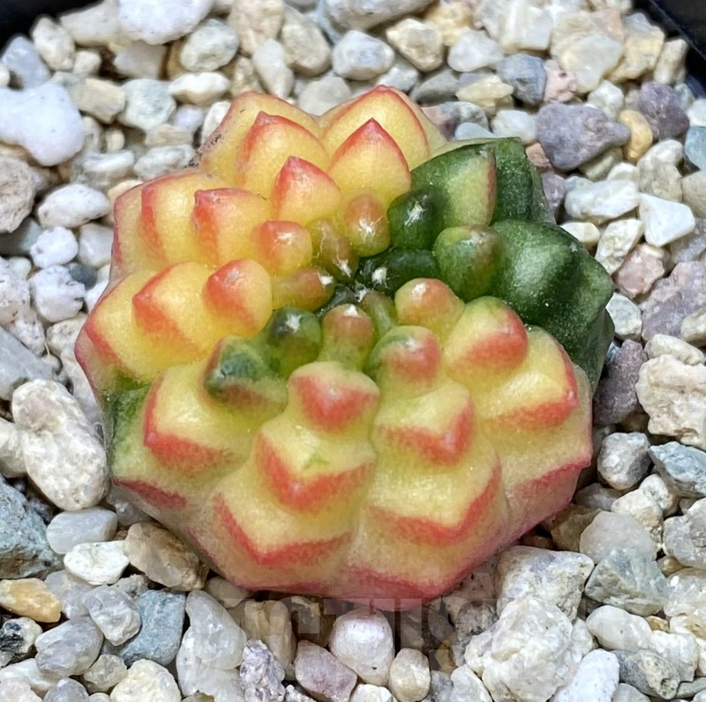 SHPR39298 Gymnocalycium mihanovichii ‘inermis’ f. variegata