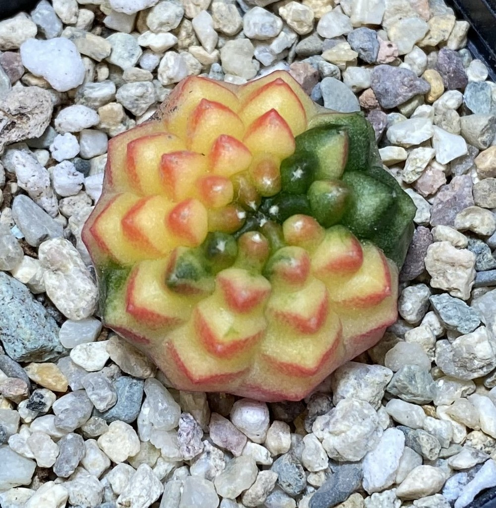 SHPR39298 Gymnocalycium mihanovichii ‘inermis’ f. variegata - Image 2