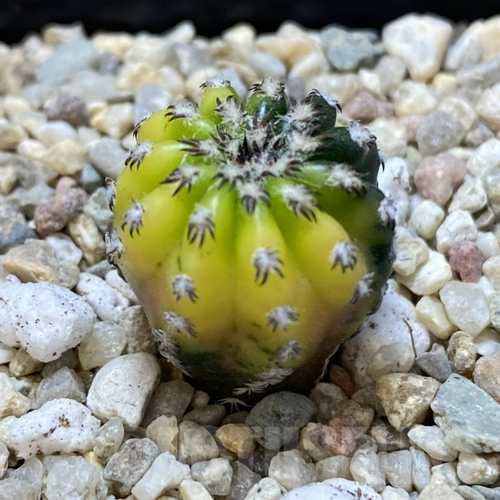 SHPR39264 Discocactus horstii f. variegata seedling - 画像 (2)