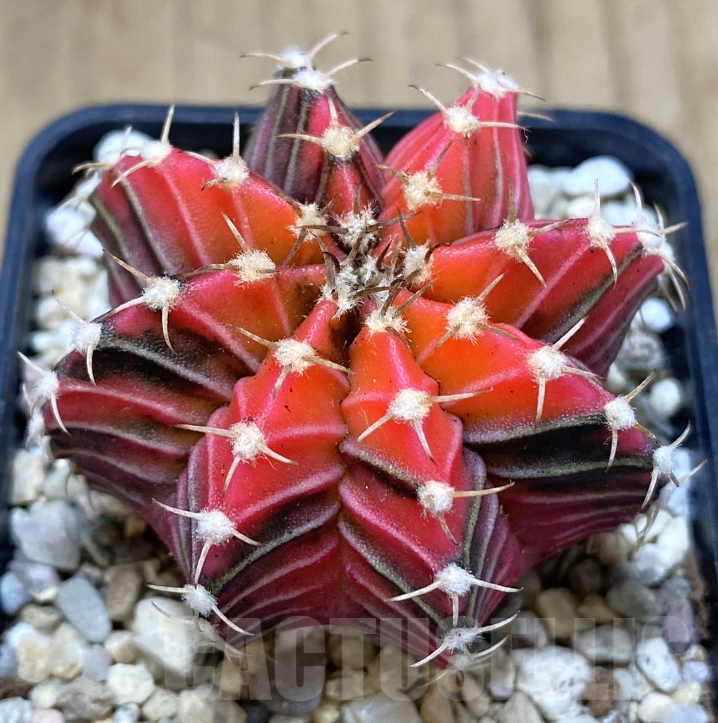 SHPR39303 Gymnocalycium friedrichii 'Red' f. variegata, seedling