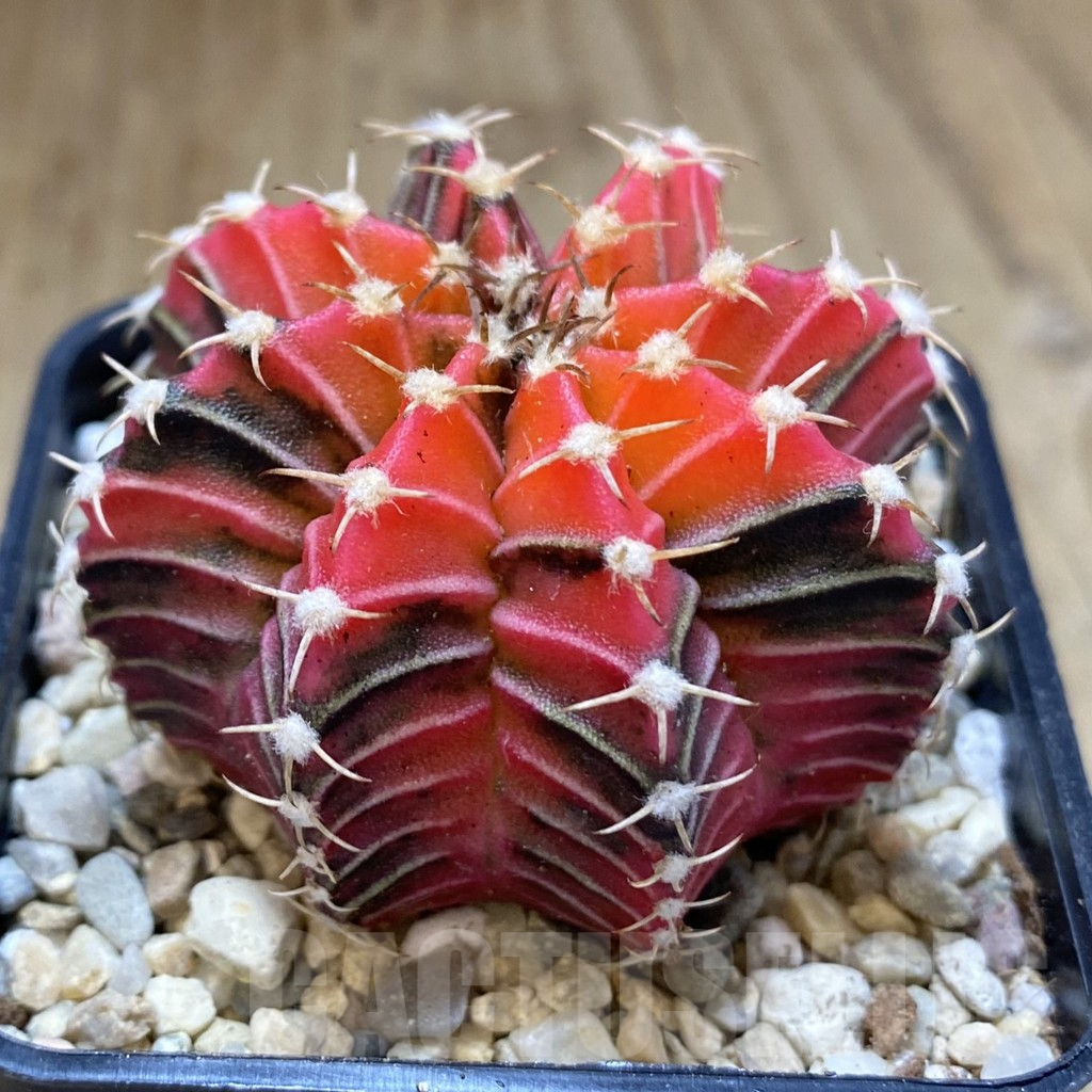 SHPR39303 Gymnocalycium friedrichii 'Red' f. variegata, seedling - Imagen 2