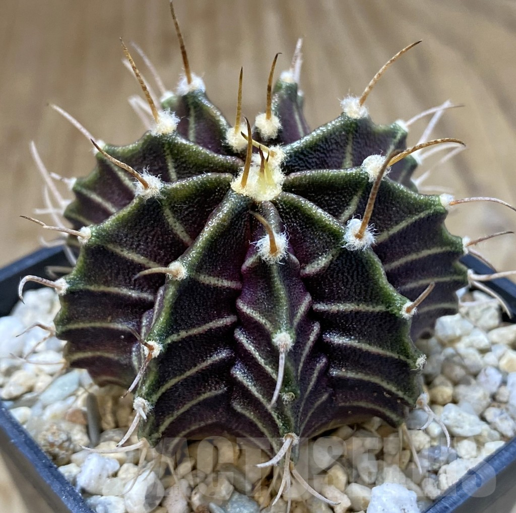 SHPR39305 Gymnocalycium mihanovichii 'Zebra' seedling