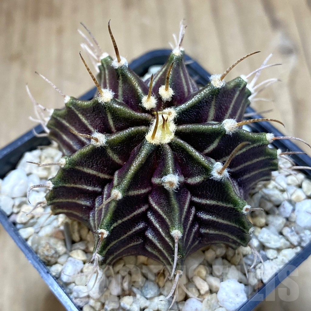 SHPR39305 Gymnocalycium mihanovichii 'Zebra' seedling - 画像 (2)