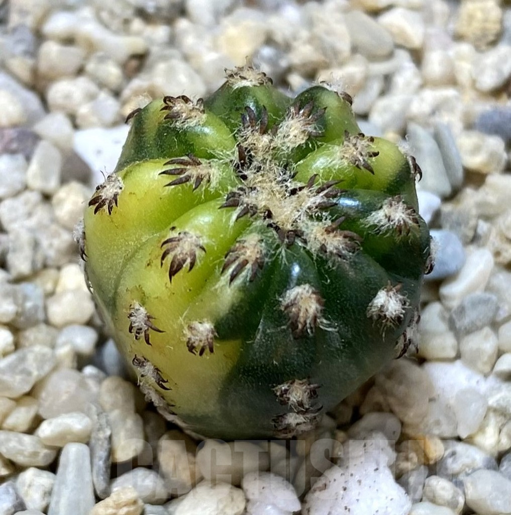 SHPR39265 Discocactus horstii f. variegata seedling