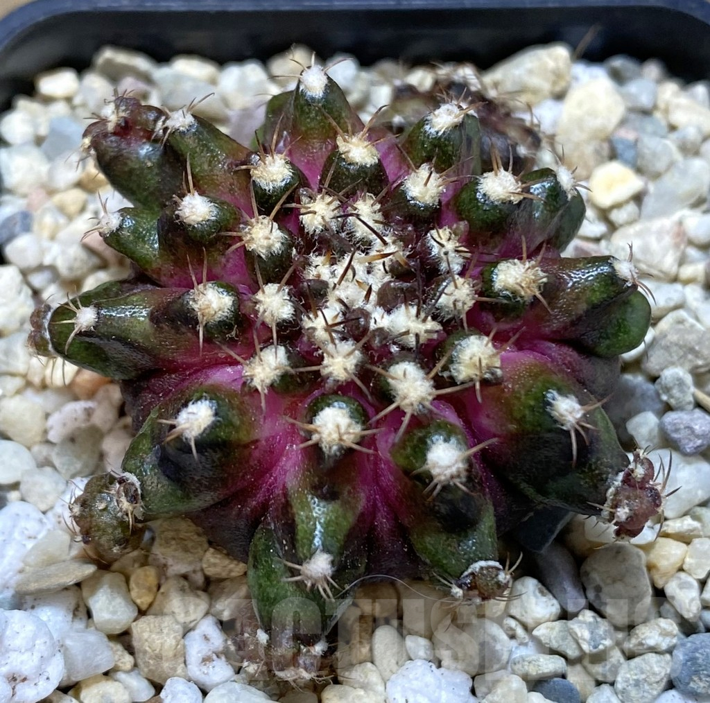SHPR39308 Gymnocalycium mihanovichii T-rex seedling