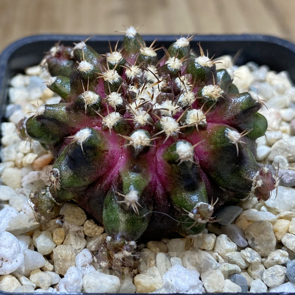 SHPR39308 Gymnocalycium mihanovichii T-rex seedling - Зображення 2