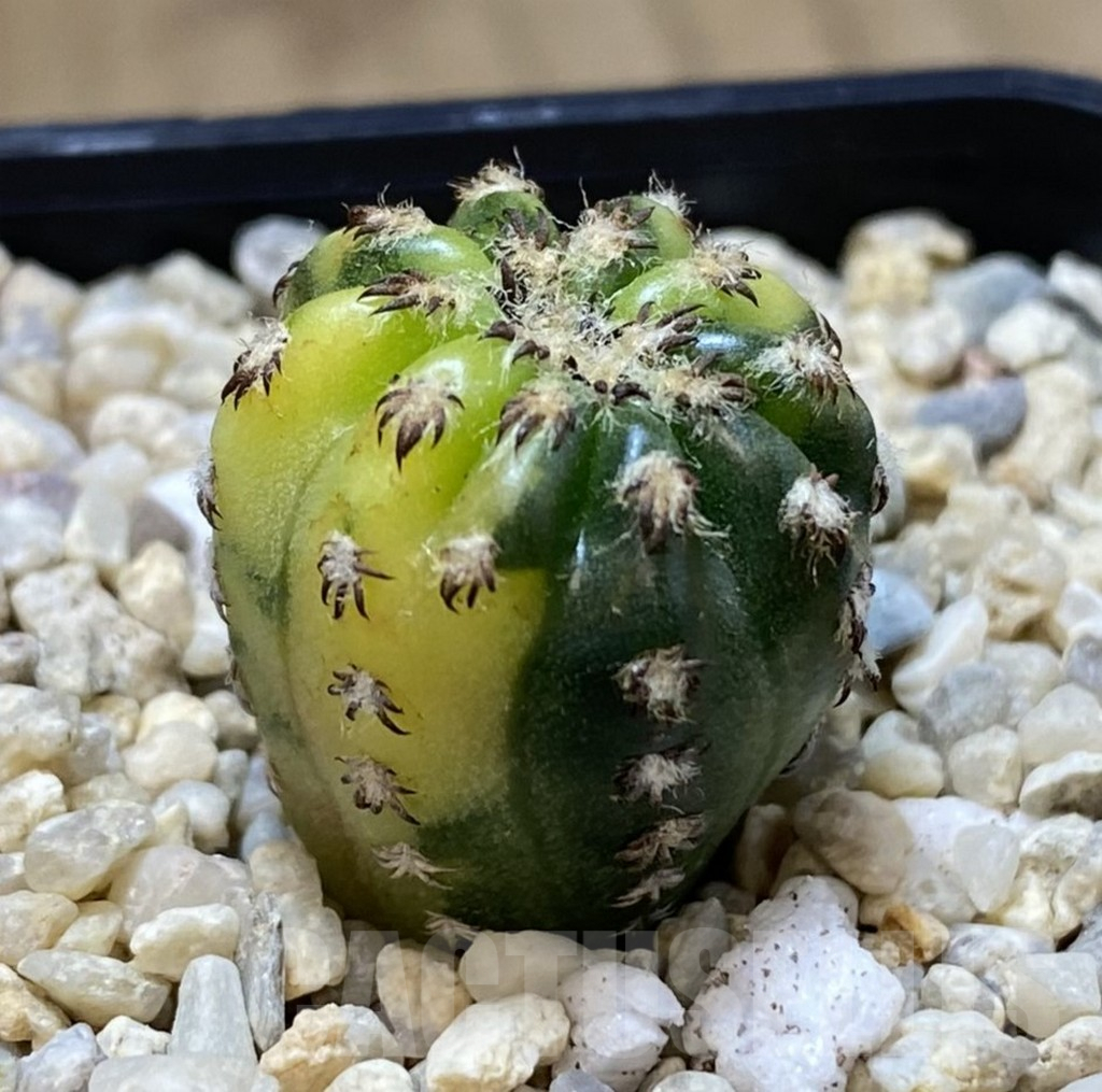 SHPR39265 Discocactus horstii f. variegata seedling - Image 2