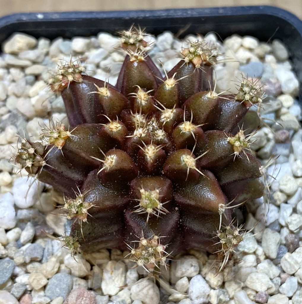 SHPR39310 Gymnocalycium mihanovichii 'Silaleang'
