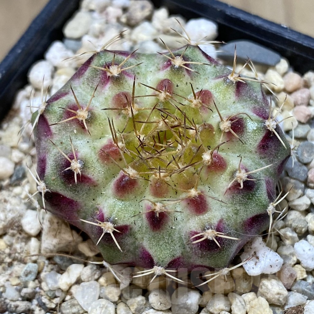 SHPR39315 Gymnocalycium mihanovichii ‘Neon’ hybrid seedling