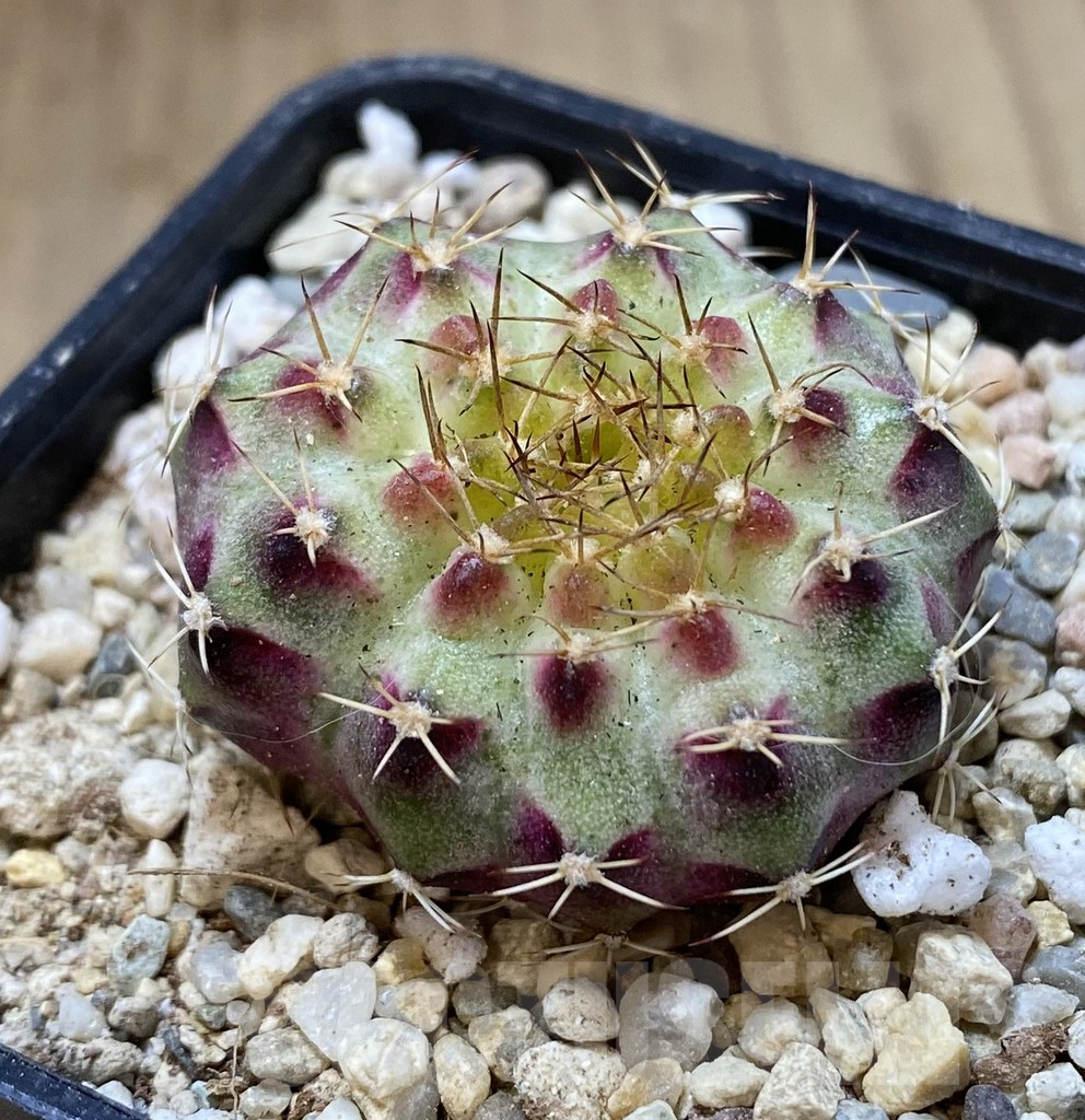 SHPR39315 Gymnocalycium mihanovichii ‘Neon’ hybrid seedling - Obrázek 2