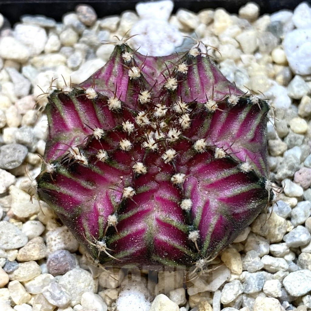 SHPR39317 Gymnocalycium mihanovichii T-Lux seedling