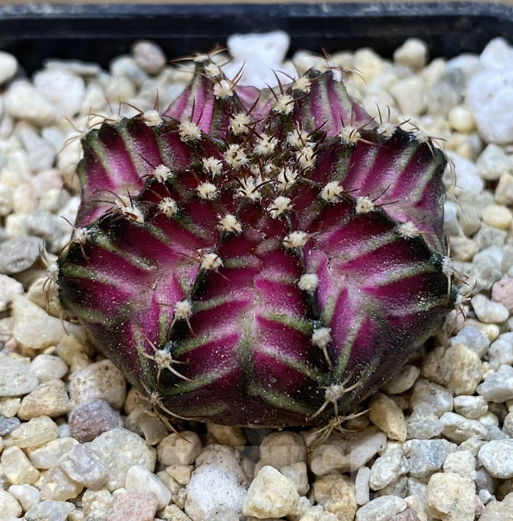 SHPR39317 Gymnocalycium mihanovichii T-Lux seedling - Image 2