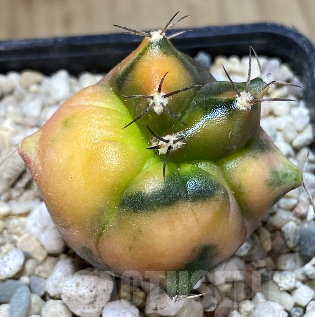 SHPR39318 Gymnocalycium mihanovichii ‘Transformer’ hybrid f. variegata, seedling