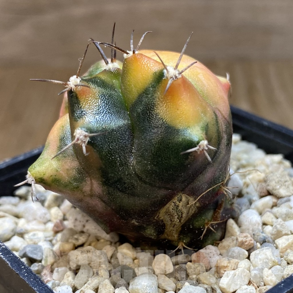 SHPR39318 Gymnocalycium mihanovichii ‘Transformer’ hybrid f. variegata, seedling - Image 2