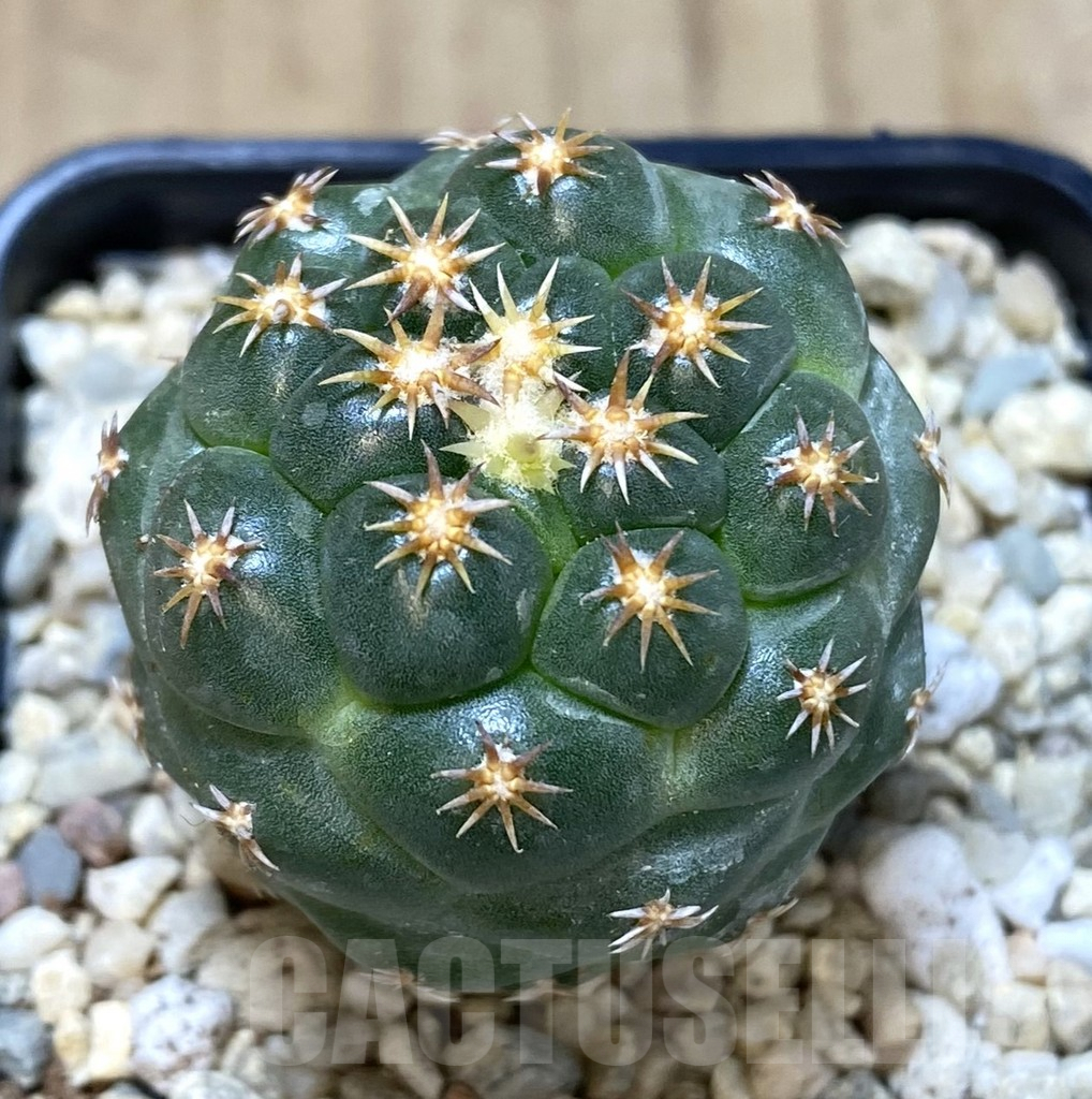 SHPR39261 Coryphantha elephantidens ‘Titan’