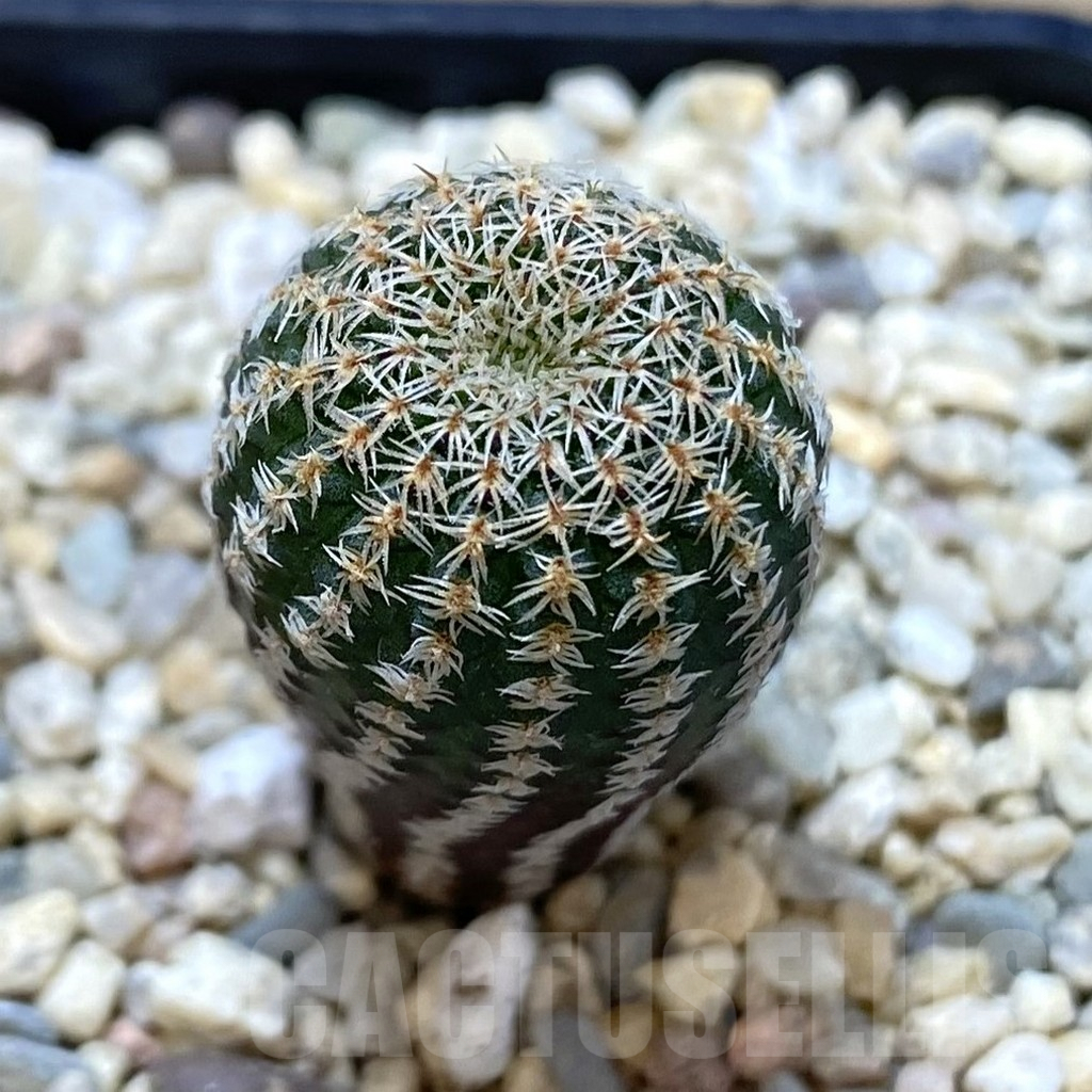 SHPR39267 Frailea pumila