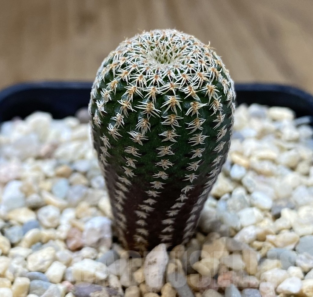 SHPR39267 Frailea pumila - Image 2