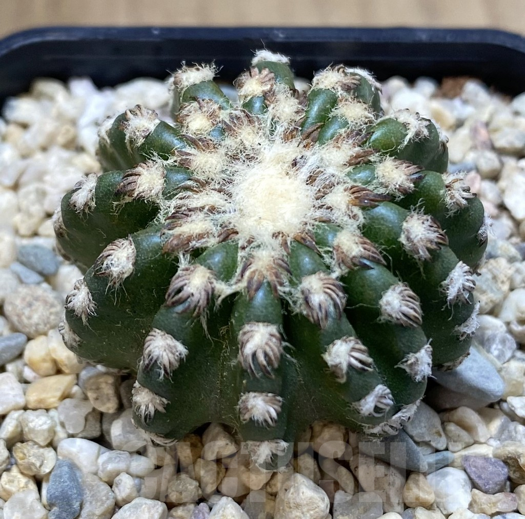SHPR39269 Discocactus horstii
