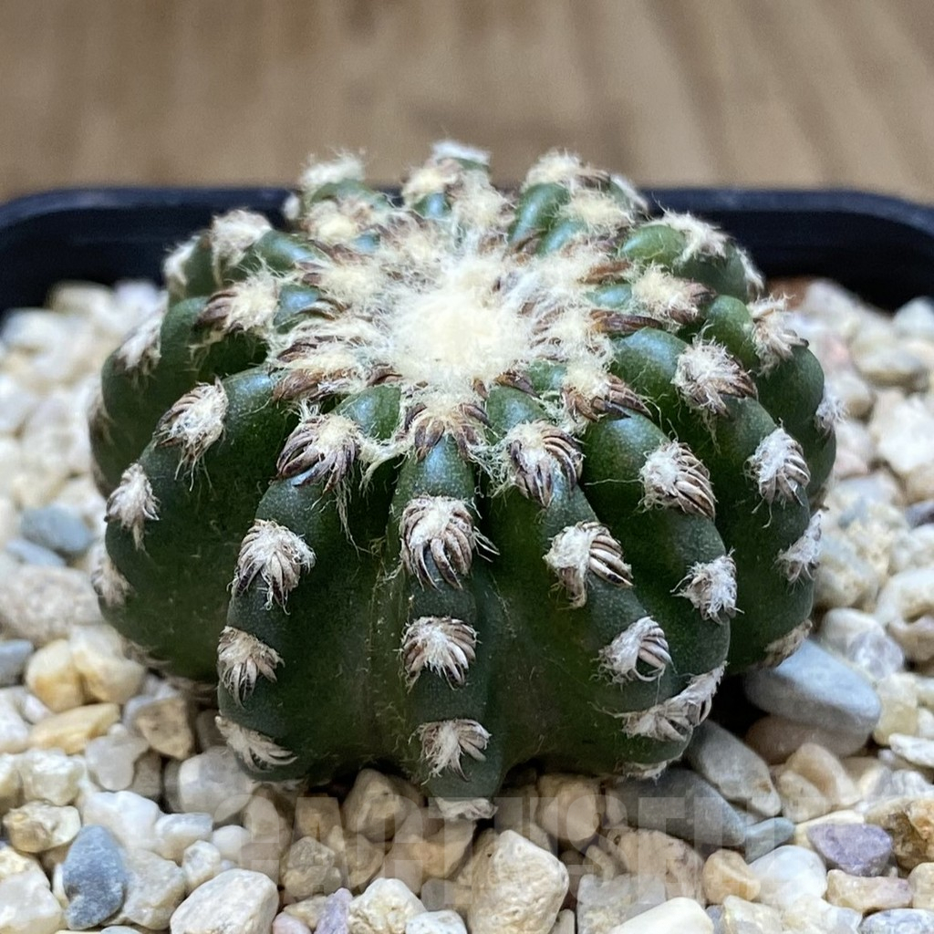 SHPR39269 Discocactus horstii - Image 2