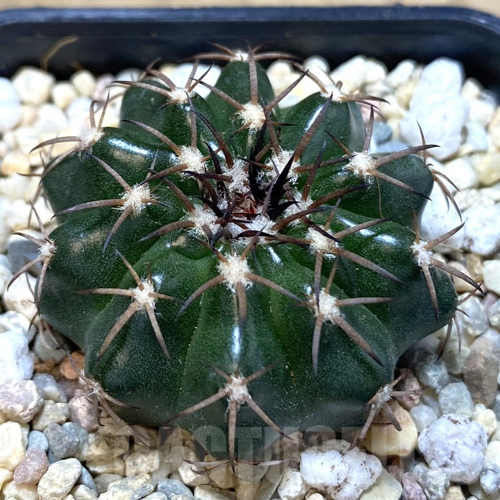 SHPR39270 Discocactus magnimammus