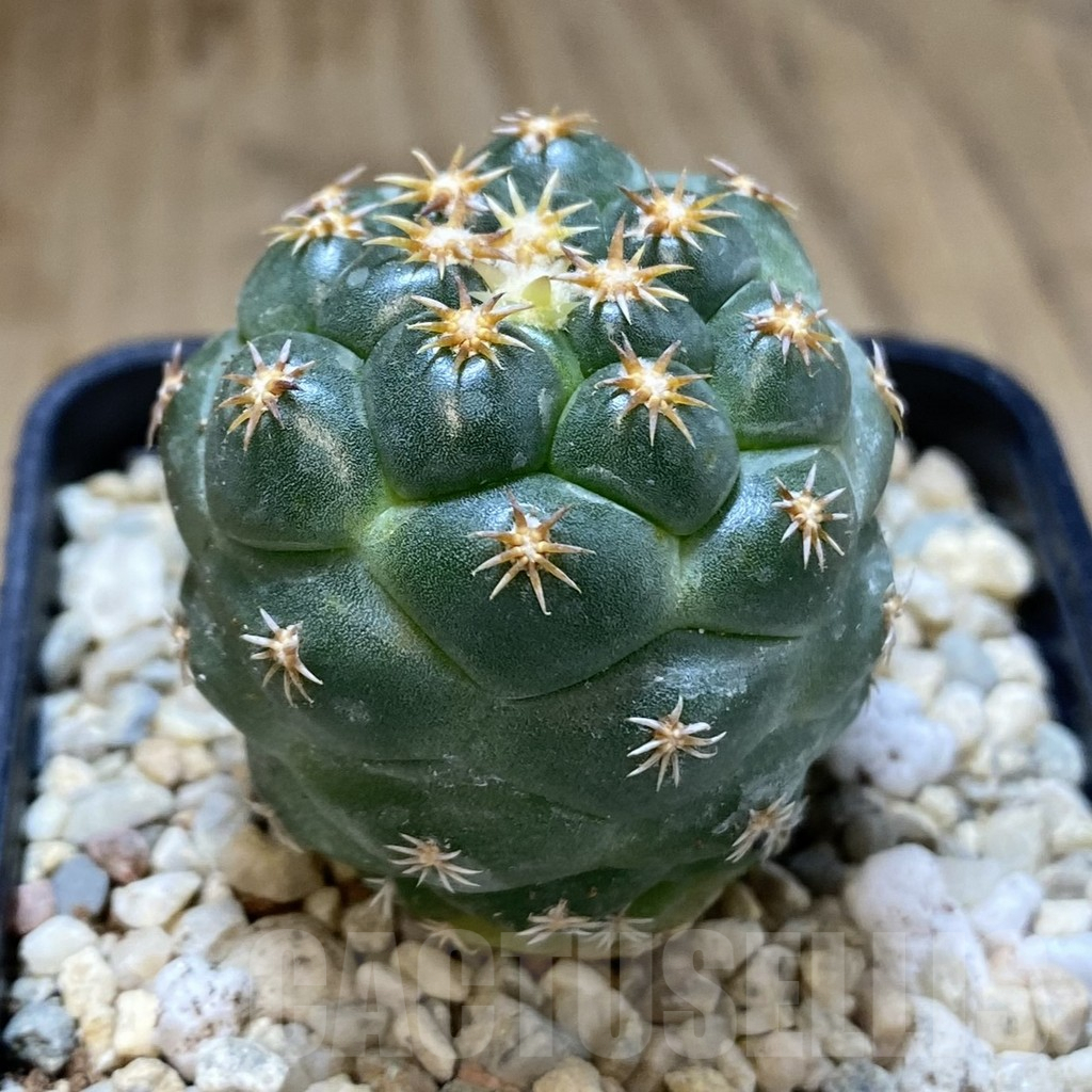 SHPR39261 Coryphantha elephantidens ‘Titan’ - Image 2