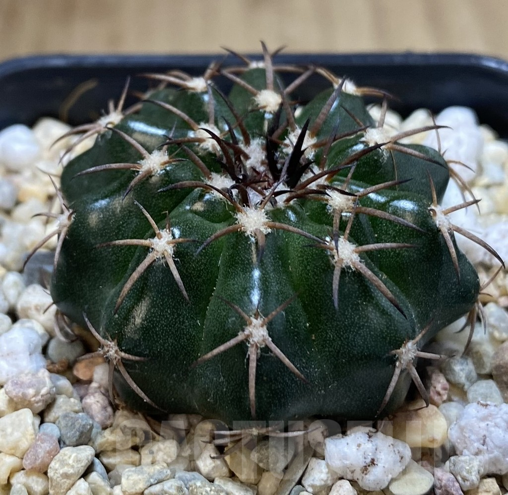 SHPR39270 Discocactus magnimammus - Image 2