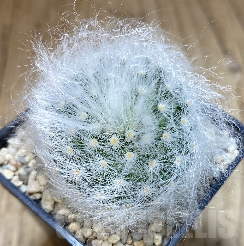 SHPR39271 Mammillaria guelzowiana LAU 640 -Japan-
