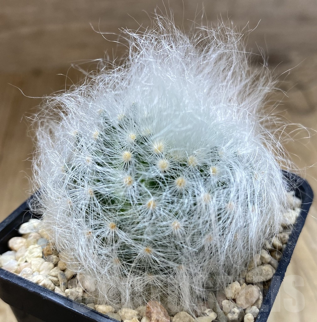 SHPR39271 Mammillaria guelzowiana LAU 640 -Japan- - Image 2