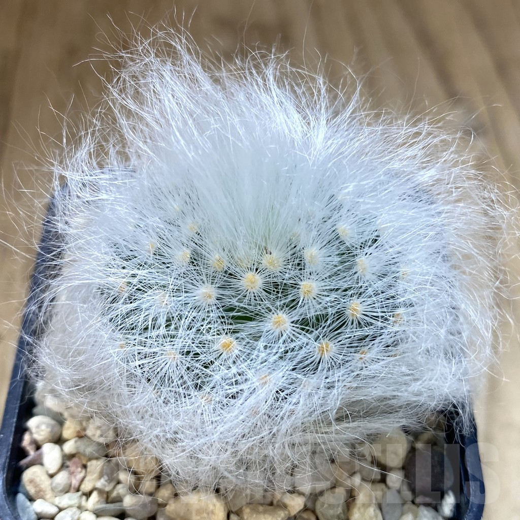 SHPR39272 Mammillaria guelzowiana LAU 640 -Japan-