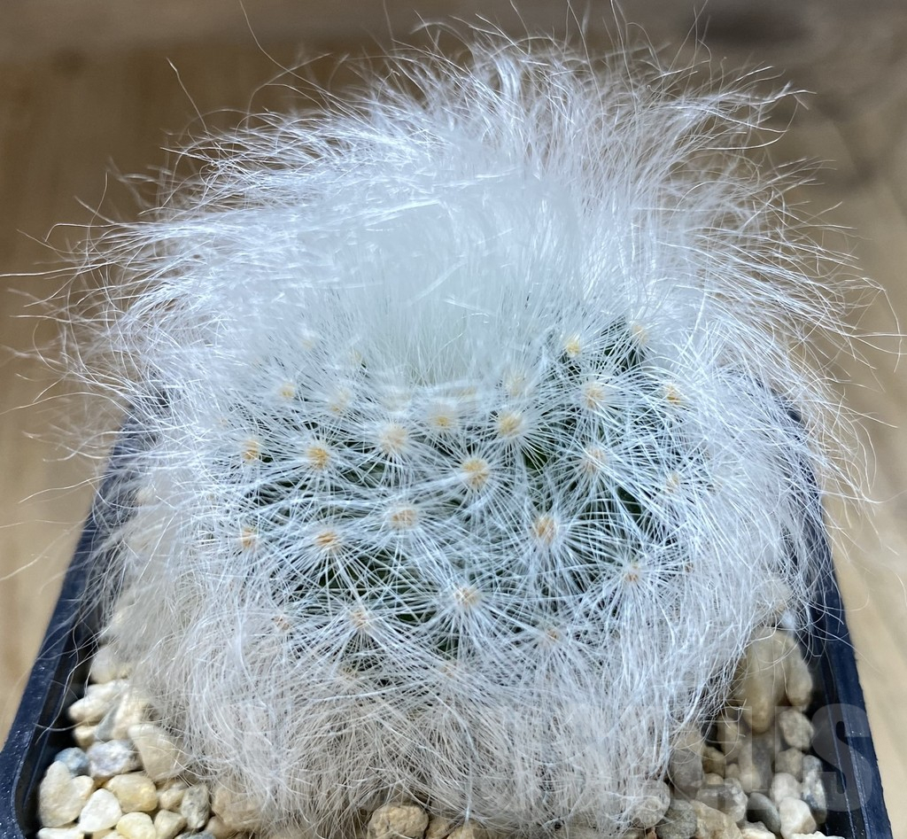 SHPR39272 Mammillaria guelzowiana LAU 640 -Japan- - 画像 (2)