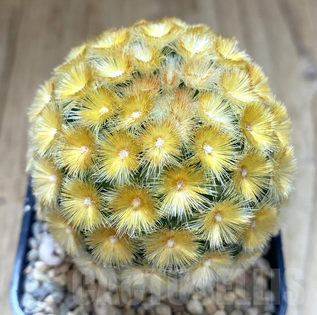 SHPR39273 Mammillaria carmenae “Buddha” yellow