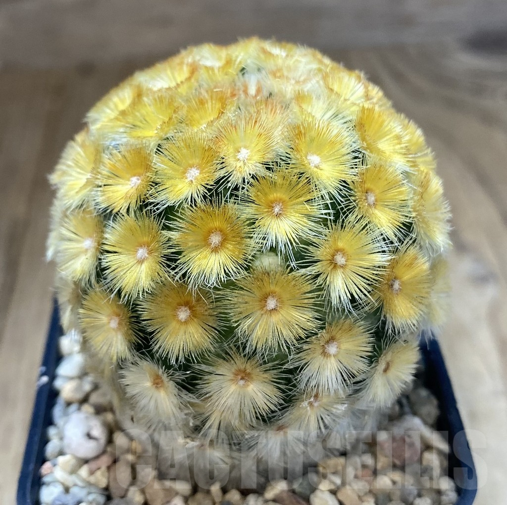 SHPR39273 Mammillaria carmenae “Buddha” yellow - Image 2