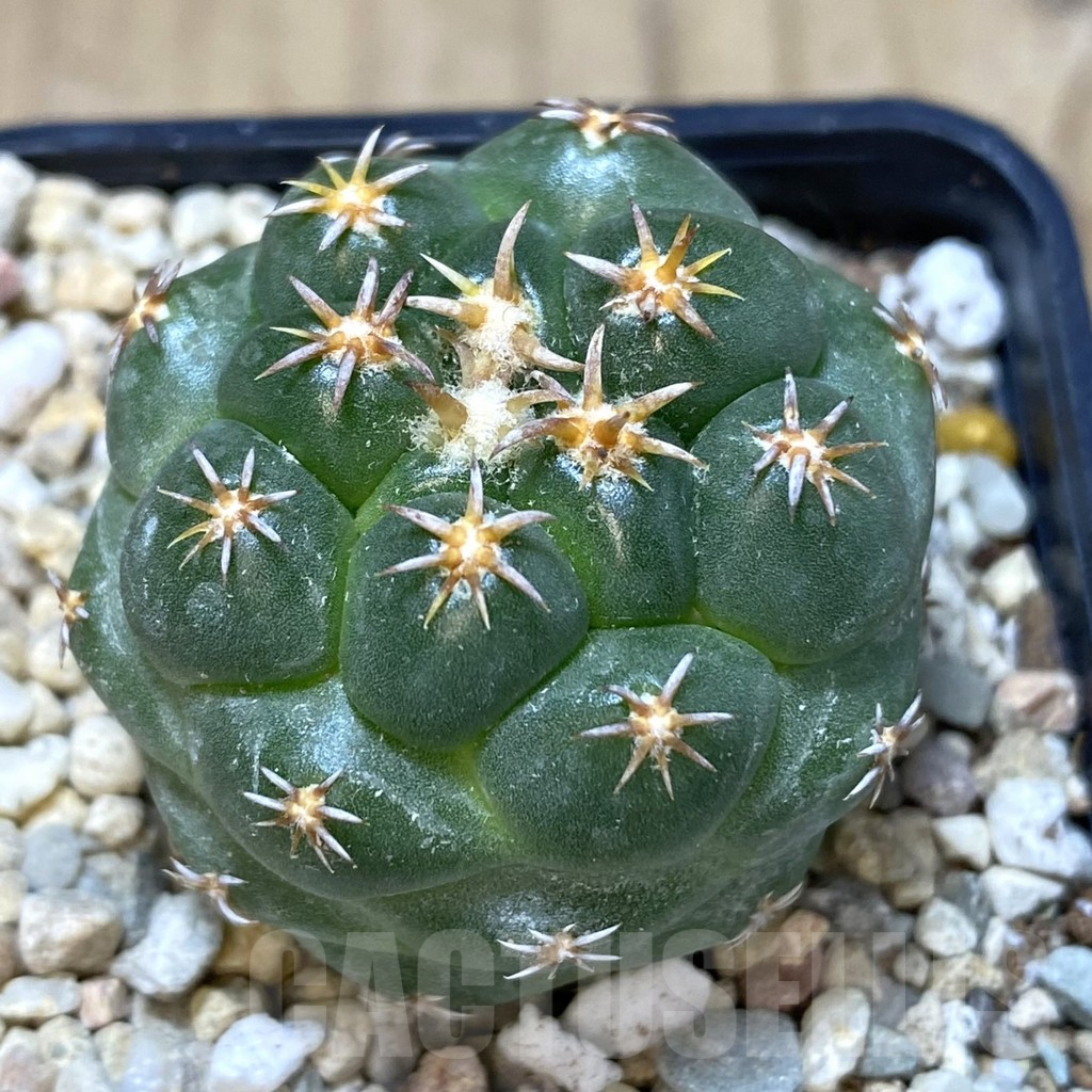 SHPR39262 Coryphantha elephantidens ‘Titan’