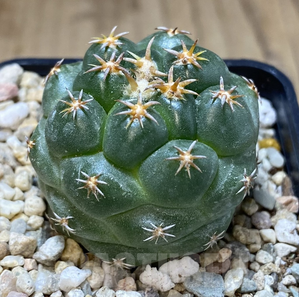 SHPR39262 Coryphantha elephantidens ‘Titan’ - Obrázek 2