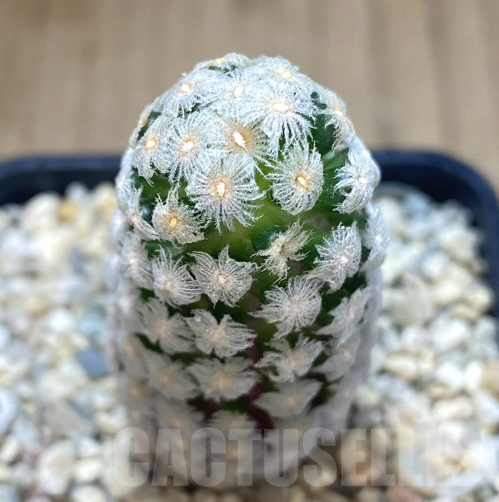 SHPR39281 Mammillaria theresae