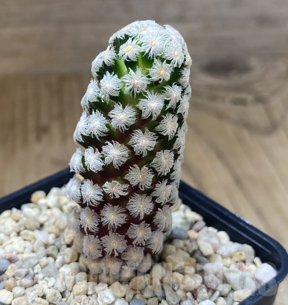 SHPR39281 Mammillaria theresae – Image 2