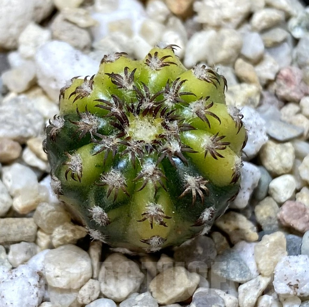 SHPR39263 Discocactus horstii f. variegata seedling