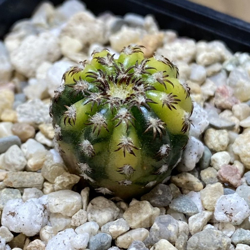 SHPR39263 Discocactus horstii f. variegata seedling - immagine 2