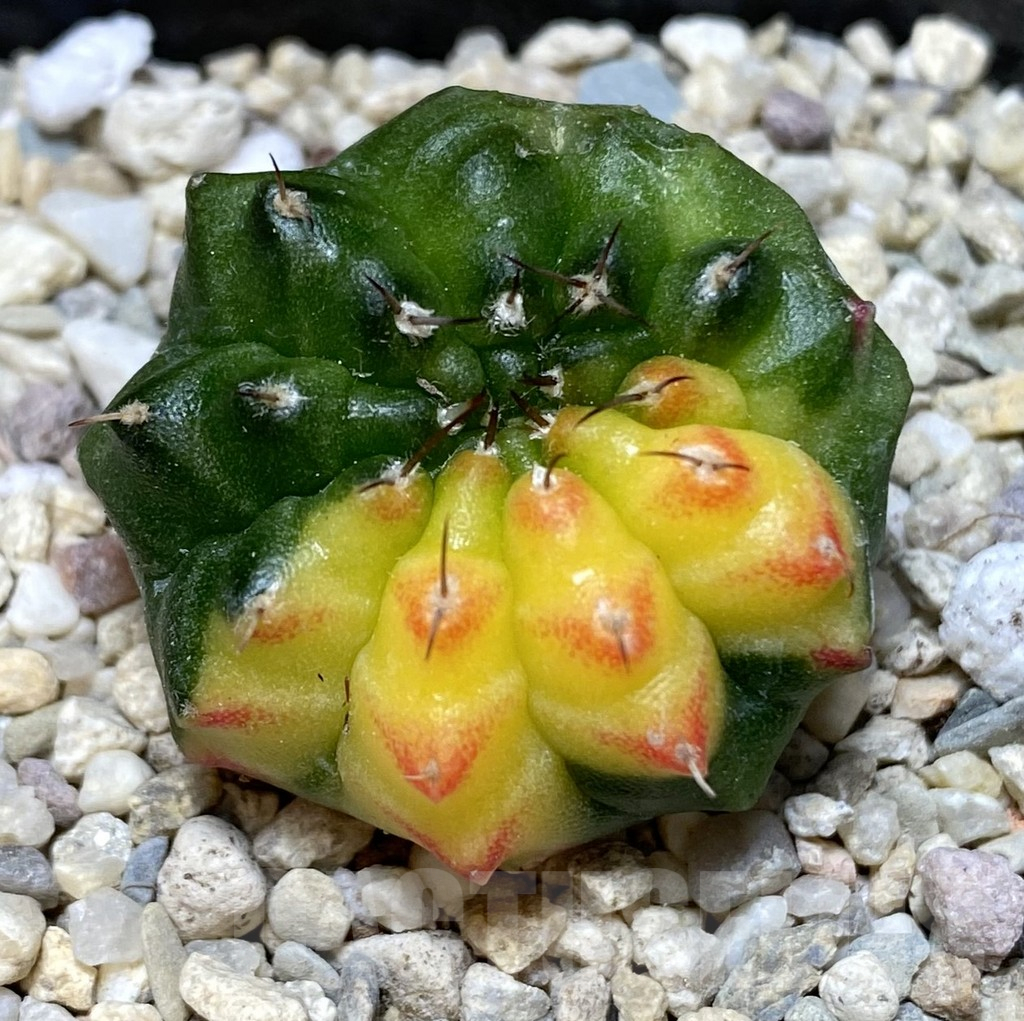 SHPR39432 Gymnocalycium mihanovichii ‘inermis’ f. variegata