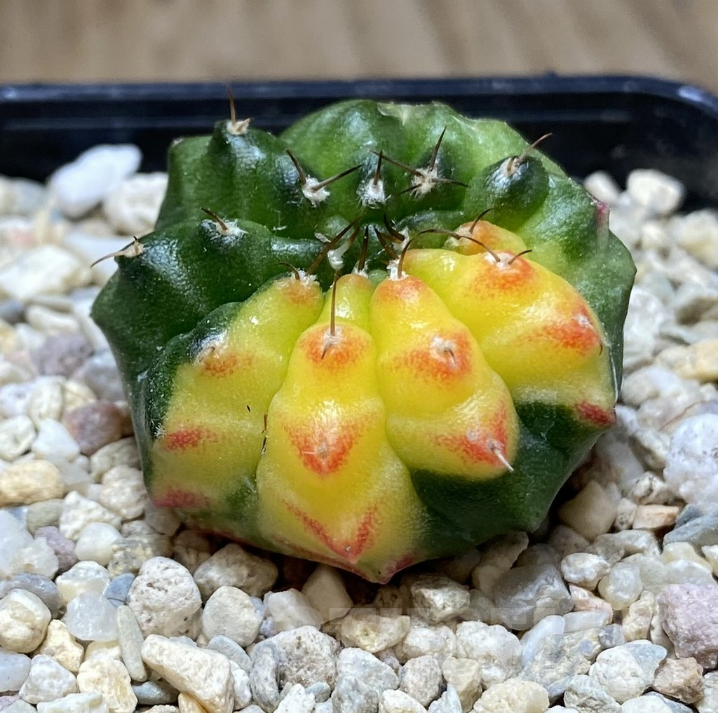 SHPR39432 Gymnocalycium mihanovichii ‘inermis’ f. variegata - Image 2