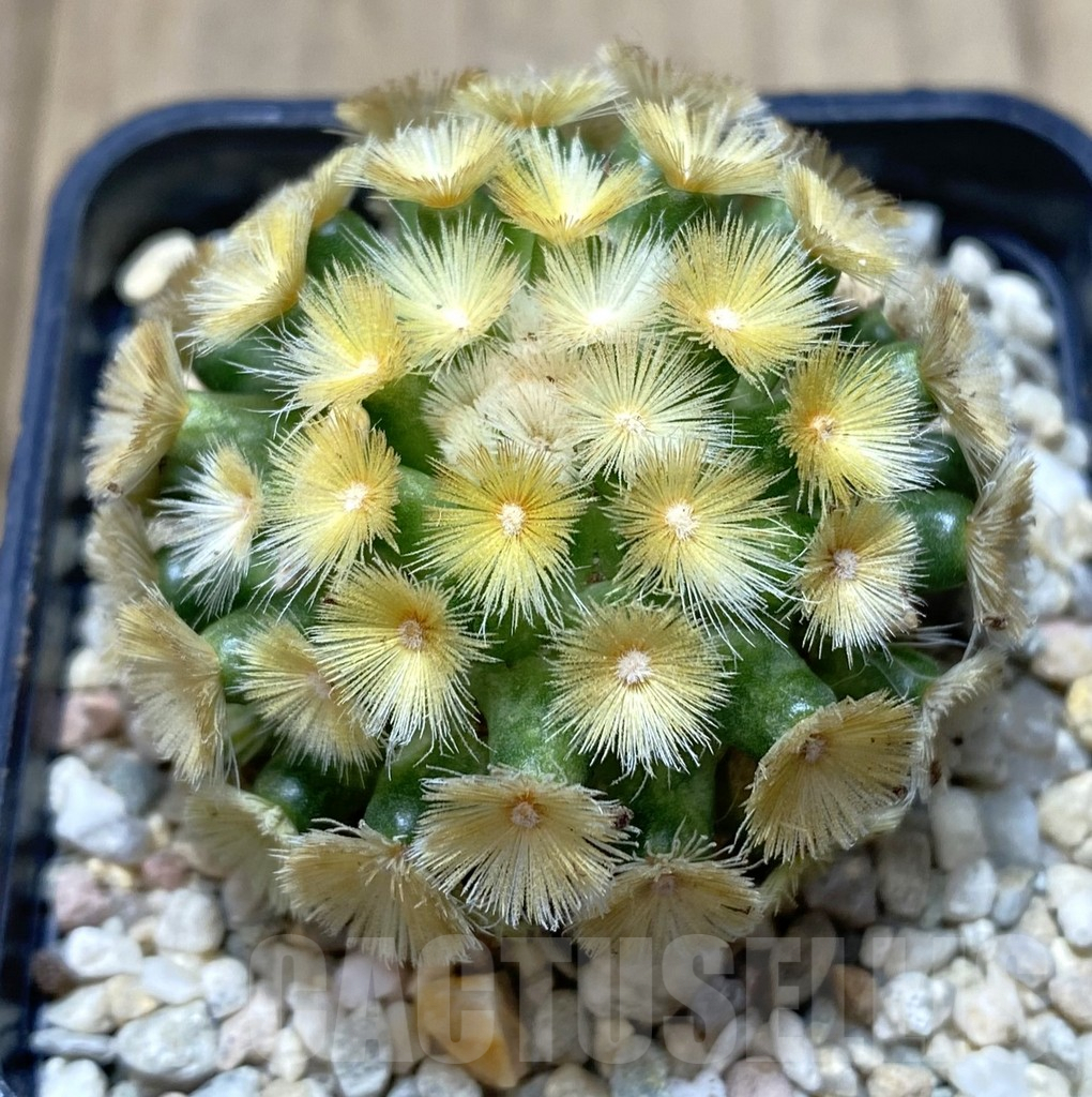 SHPR39399 Mammillaria carmenae “Buddha” yellow